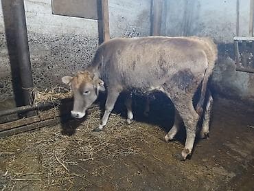 Dana, buzov, Dişi, ay: 10, 240 kq, Ətlik