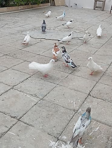 amadin quşu: Tək tək 10 azn hopdum endirim olacaq — 1