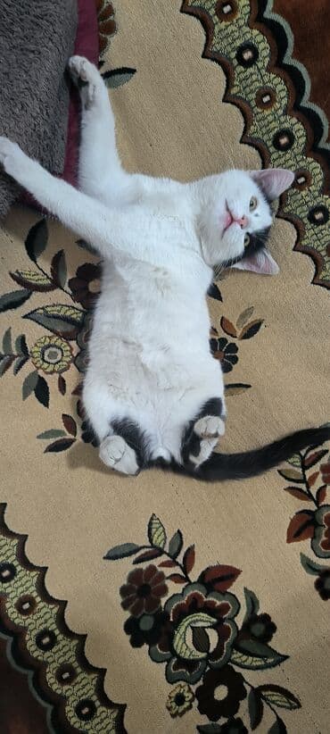 ucuz pisik satisi: Erkək, Yaxşı əllərə — 3