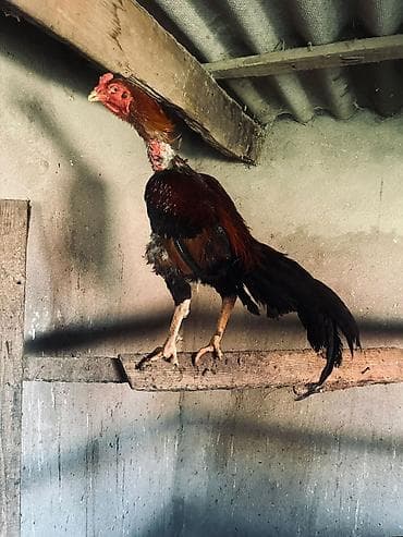 ev pisiyi satisi: Heyratı xoruz. Qırmızı başlıqlı və boyunlu, qara və qəhvəyi — 3