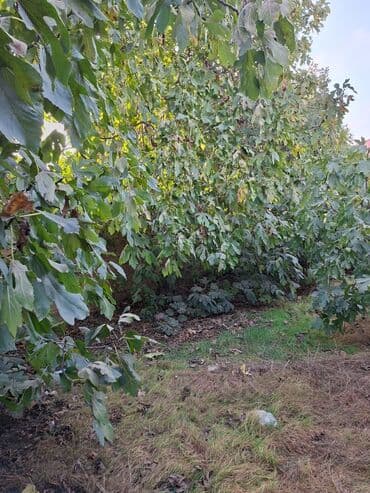 bakı ənciri: 2 sot, Tikinti, Mülkiyyətçi — 4