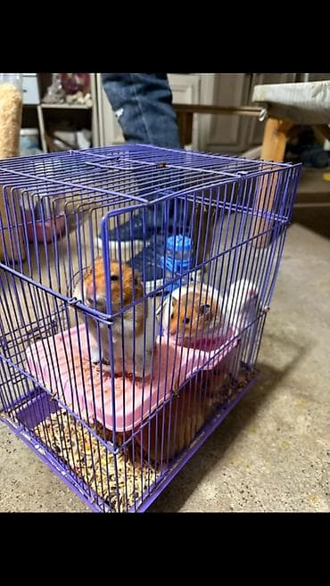 gəmirici: Bənövşəyi tel qəfəsdə hamsterlər üçün tam dəst - Rəng: bənövşəyi tel — 1