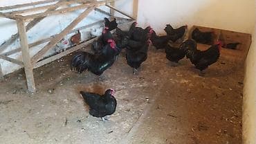 Mal-qara: Toyuq, Australorp, Damazlıq — 2