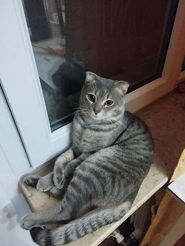 boyumeyen pisik: Şotland yastı qulaq — 5