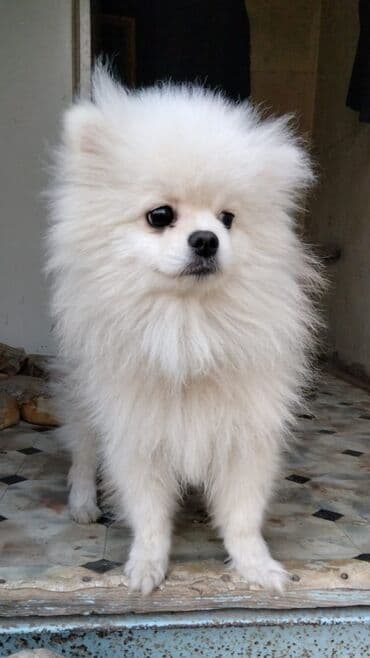 Şpitz, 10 ay, Erkek