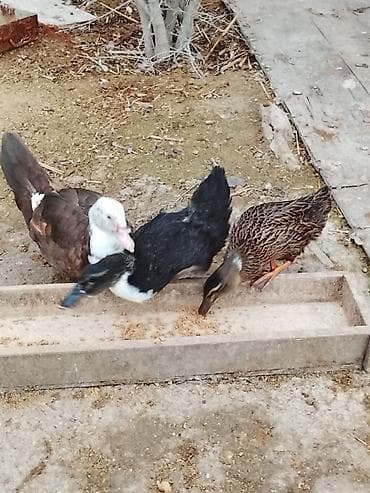 Цыплята: Salam sağlam heyvanlardı .lal 8ayliq dişidi birazdan yumurtlayacaq — 1