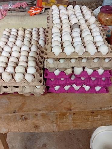Salam ( Pekin Kuban ) ördək yumurtaları tam mayalı sifariş qebul