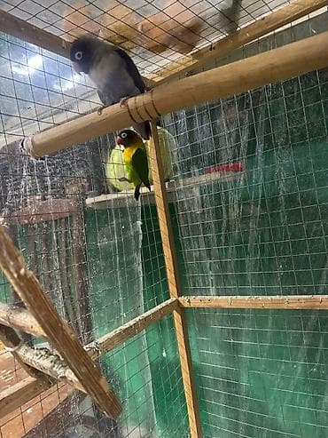 Quşlar: Məhsul: Sevgi quşları (Agapornis) Ünvan. 4 mkr dairəsi Təsvir: - — 6