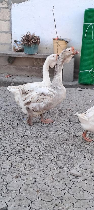 bulbul satışı: Erkək, | Xolmogor, Yumurtalıq, Ödənişli çatdırılma — 2