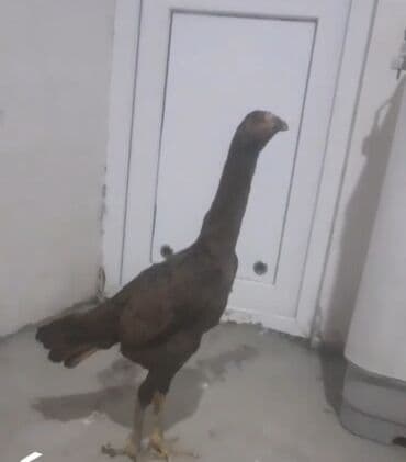 toyuga verilen adlar: Toyuq, Damazlıq — 2