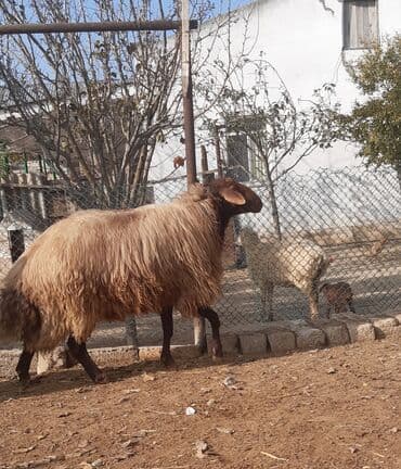 qoyun yanıbala: Erkək, il: 2, 130 kq, Damazlıq — 3