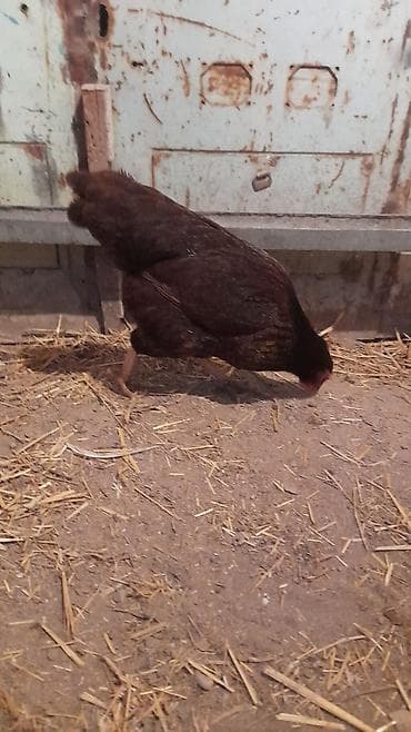 Птицы: Red İslam 1 xoruz 1 toyuq satılır Toyuq yumutlayır 1 il 3 aylıqdı — 3