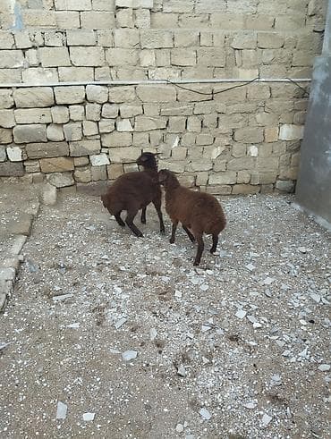 ev iti ucuz: Bir erkek bir dişi Qala quzusu cütü 550 manata tək satilmir .qiymət — 9