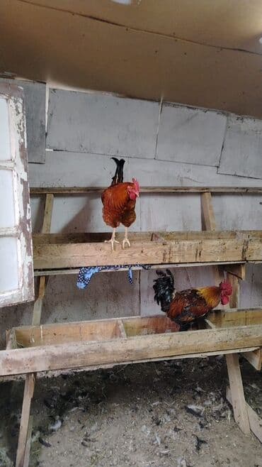 heyvanlara verilen adlar: Məhsul: Yerli ev quşları Təsvir: - Təsvirlərdə müxtəlif cins və — 5