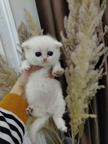 С/х животные и товары: Шотландская — 5