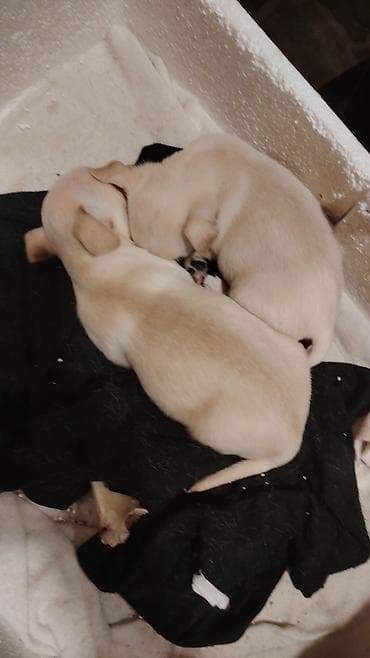 Çixuahua, 1 ay, Dişi, Peyvəndli, Ünvandan götürmə