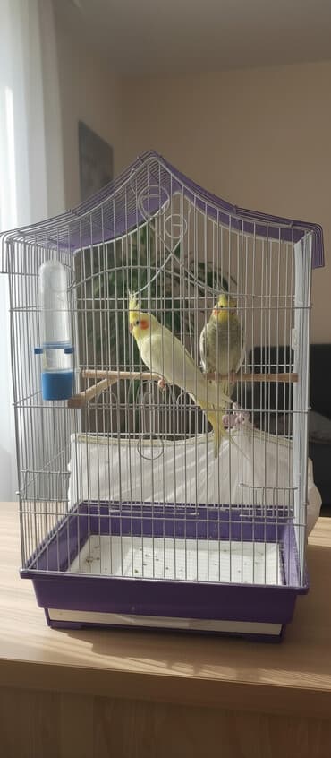 dekorativ quş: Nə təklif olunur: - 2 ədəd nimfa tutuquşu (cockatiel) – biri açıq — 1