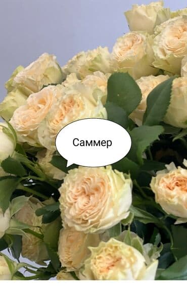 helba bitkisi faydaları: Английские розы — 1