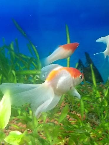 beta balığı: Qızıl balıq, Sülhsevər — 2