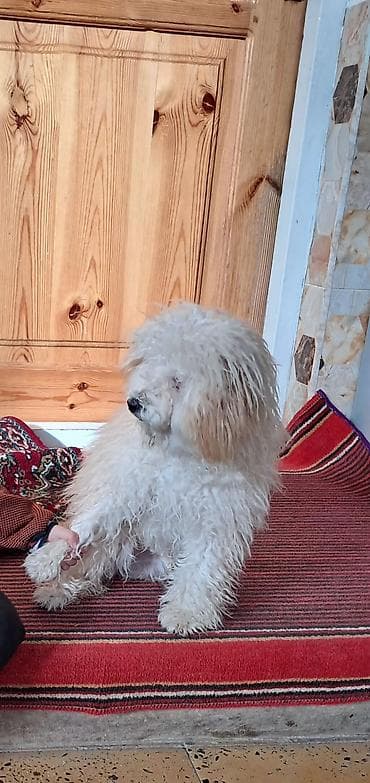 it balaca: Pudel, 1 il, Erkek, Peyvəndli, Ödənişli çatdırılma — 3