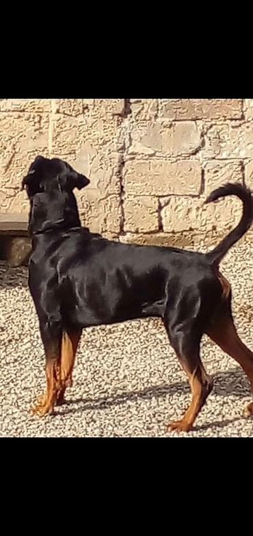 Pişiklər: Rotveyler, Peyvəndli — 5