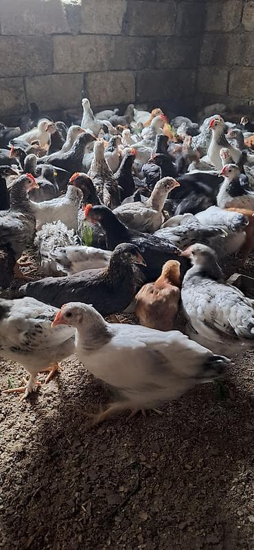 yumurtayan toyuqlar: Toyuq cücələri, Damazlıq — 5