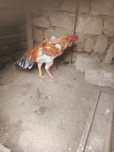 ingilis it adlari: Məhsul: Döyüş tipli xoruz Təsvir mart becəsi.cins heyvandir.real — 2