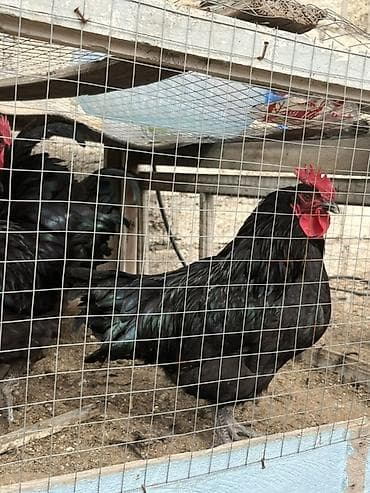 Qoyunlar, qoçlar: Qara rəngli xoruzlar – damazlıq üçün Məhsul təsviri: - Tamamilə qara — 2