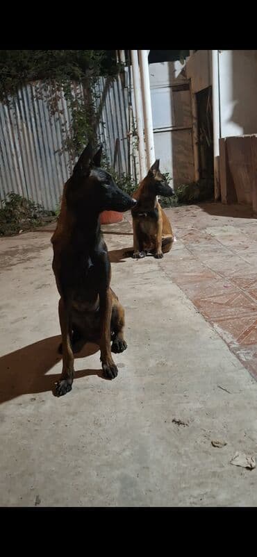 setter it cinsinin digər adı: Belçika çoban iti — 3