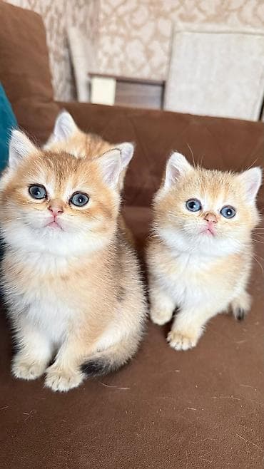 Собаки: Золотая шиншилла, Самец, Самка, В добрые руки, Самовывоз, Бесплатная доставка, Платная доставка — 1