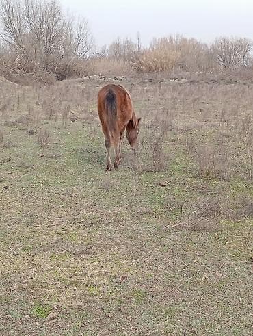 Самец, лет: 1 — 3