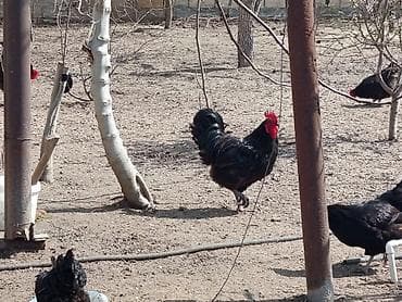 ari satişi: Toyuq, Damazlıq — 6