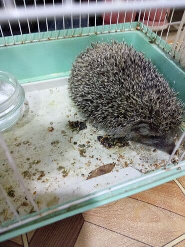 выведение новых пород животных: Kirpi satilir — 1