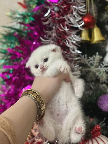 Ağ tüklü şirin pişik balası - Cins: Qısa tüklü, qıvrıqqulaq (Scottish lalafo.az -da Ağ tüklü şirin pişik balası - Cins: Qısa tüklü, qıvrıqqulaq (Scottish