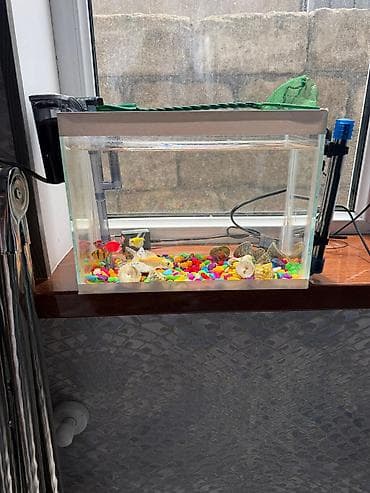 Kiçik akvarium komplekti - Şüşə akvarium, təxmini 15–20 litr həcm -