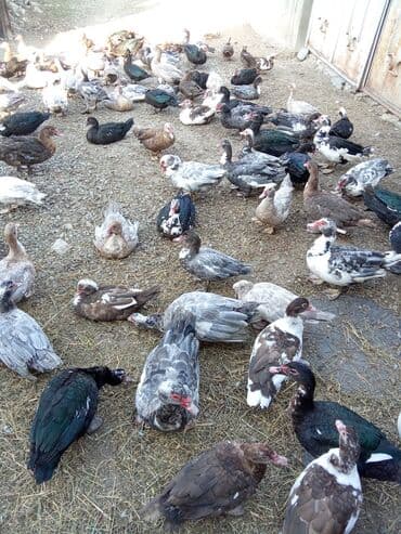 Inəklər, öküzlər: Muscovy ördəkləri (hind ördəyi) – müxtəlif rəngdə və yaş qruplarında — 1