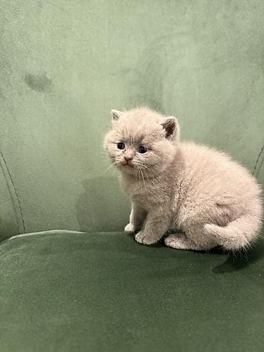 it balası satılır: Şotland — 3