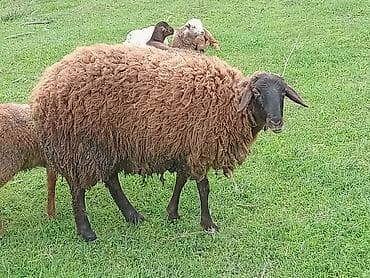 balaca quzu: Qoyun (qəhvəyi yunlu) Qala qoyunu toglu 1nci qarna bogaz - Cins tipi — 8