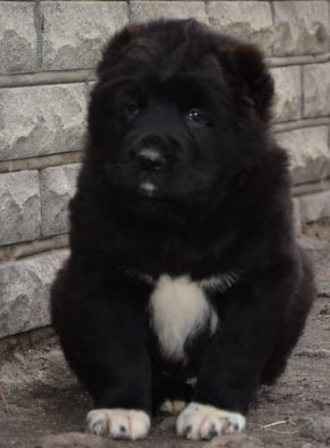 Akvariumlar: Алабай (Alabay) Племенной питомник предлагает щенков среднеазиатской — 8