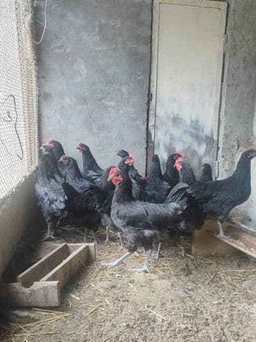 Toyuqlar: Avstralop Temiz Qan Avstralop Beçeleri satilir- 5 ed qalib — 2