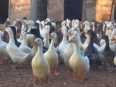 Digər quşlar: Salam ordekler saglamdi 2 kilodan artig cekisi gelir (Pekin-Yerli) — 2