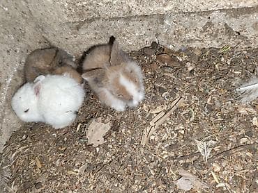 ağ dovşan: Karlik bala dovşanlar bala dovşanlar satılır dovşanlar dovşan — 1