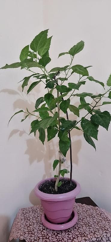 gubre: Qırmızı güllü ev hibiskusu (Çin qızılgülü) – saksıda - Bitki növü — 2