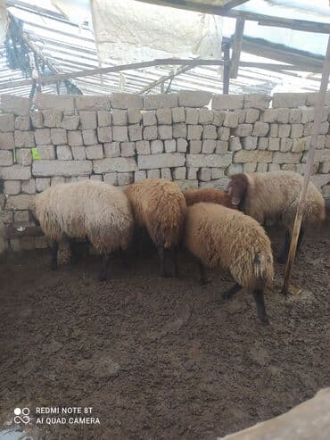 qoyun sortları: 5 dənə Qala qoçları satılır damazlıq üçün superdi 3 ü ana qoçdu 2 si — 1