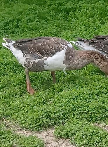 Qazlar: Satılır: cutu 60 manatQazlar (ev quşu) Təsvir: - Şəkillərdə iri — 3