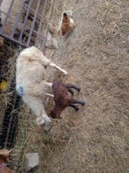 balasına sud verməyən qoyuna nə deyirlər: Dişi, il: 5, 30 kq — 3