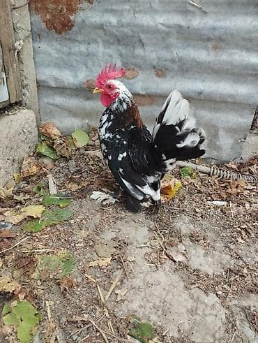 Yaponka xoruz satılır.tam sağlamdır.heyvan göz önündədir.boyu çox
