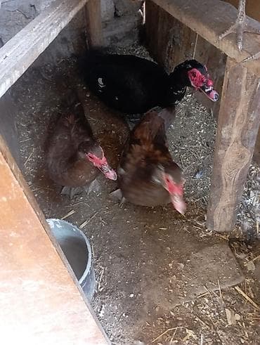 lal ördey: Musk ördəkləri dəsti – 1 erkək və 2 dişi - Cins: Musk (indo-ördəyi) — 3