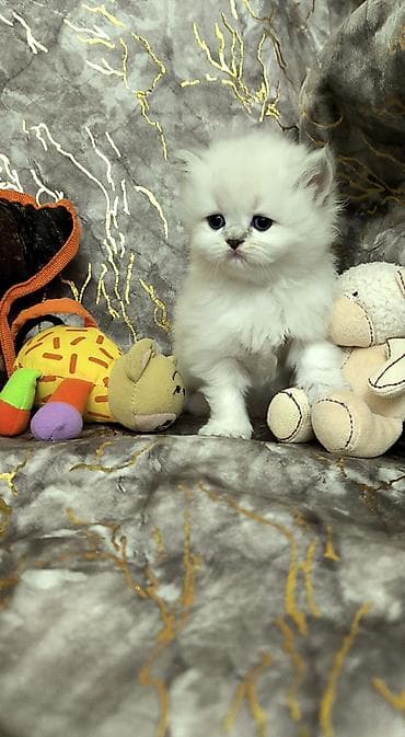 britanski pisik: Şotland uzun tüklü — 3