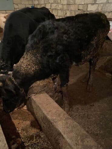 İtlər: Dişi dana içeri malidi kepey corey arpa verilir — 2